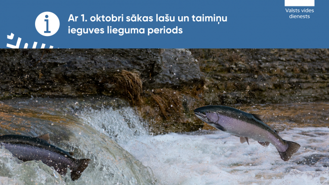 No oktobra sākas lašu un taimiņu ieguves lieguma periods, VVD pastiprinās kontroli zivju nārsta upēs