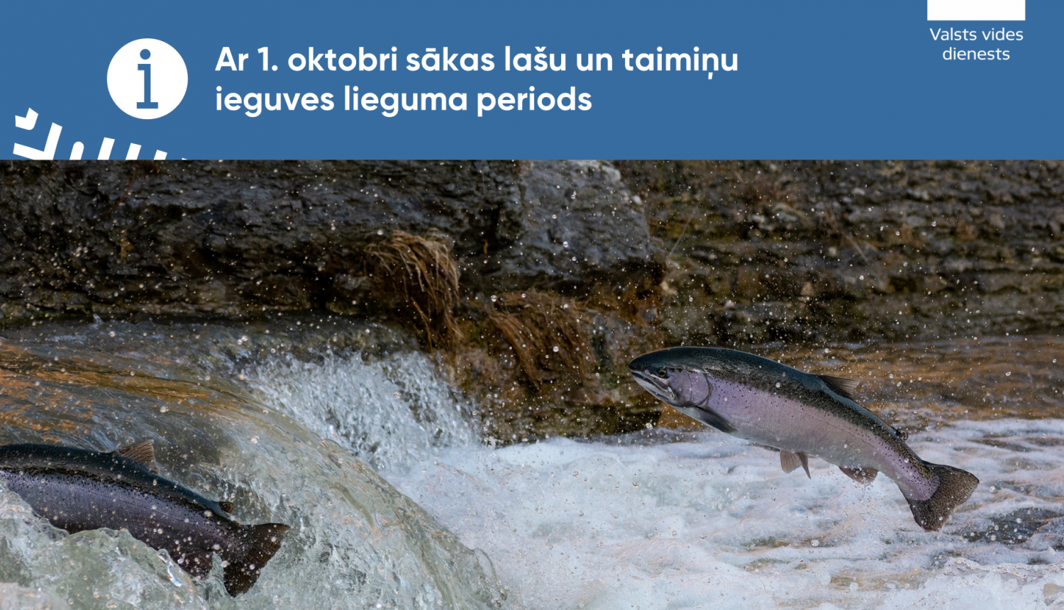 No oktobra sākas lašu un taimiņu ieguves lieguma periods, VVD pastiprinās kontroli zivju nārsta upēs