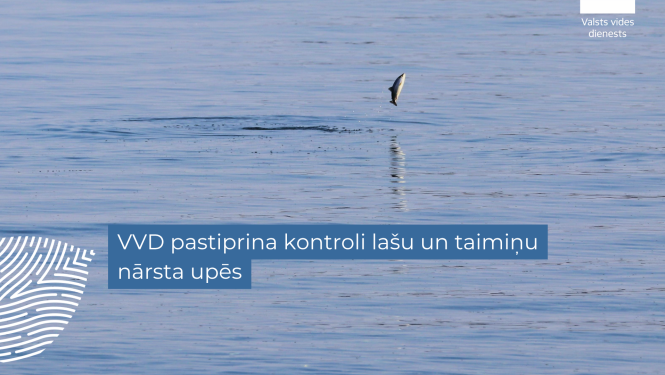 VVD pastiprina kontroli lašu un taimiņu nārsta upēs