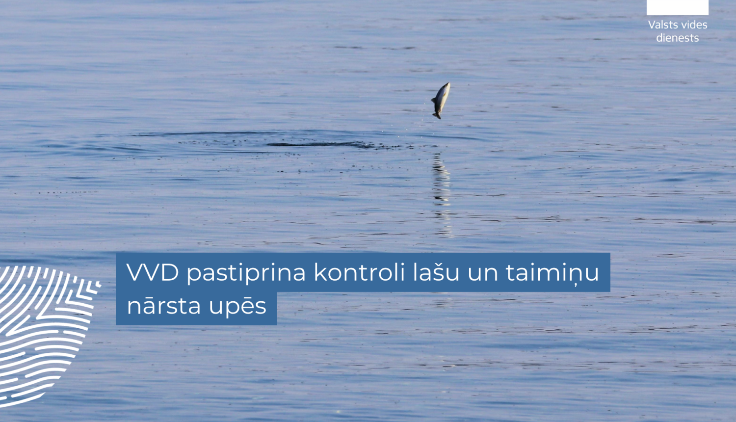VVD pastiprina kontroli lašu un taimiņu nārsta upēs