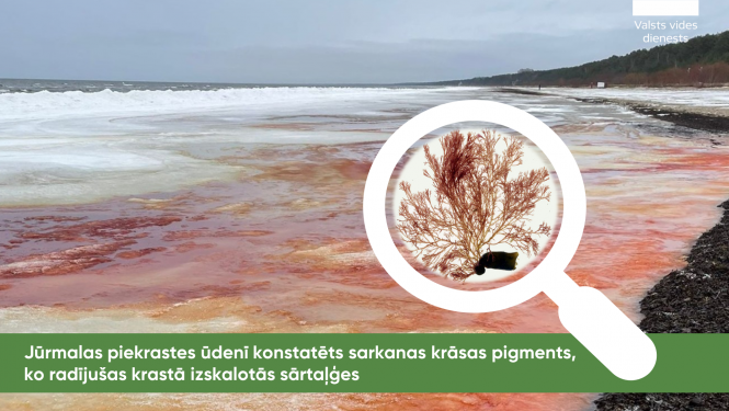 Jūrmalas piekrastes ūdenī konstatēts sarkanas krāsas pigments - izskalotas sārtaļģes