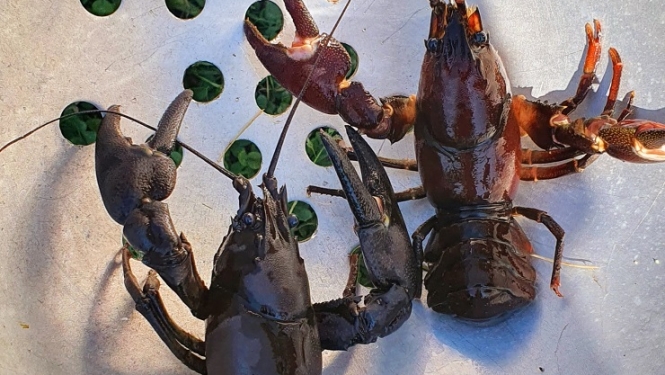 Vēži