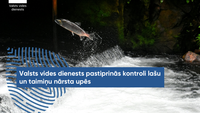 Valsts vides dienests pastiprinās kontroli lašu un taimiņu nārsta upēs 