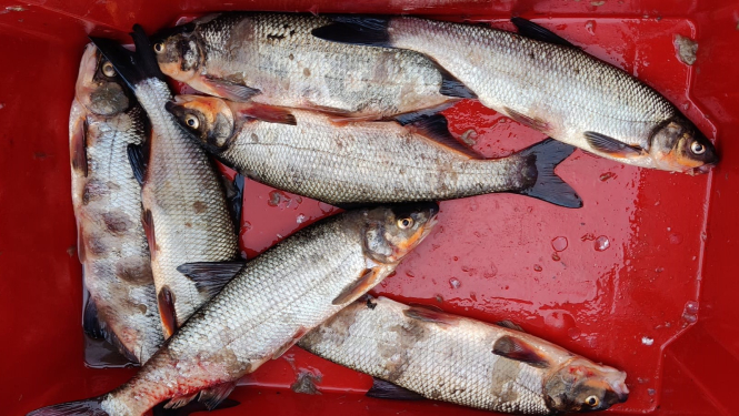 Valsts vides dienests pēta zivju bojāejas cēloņus Ventas upē