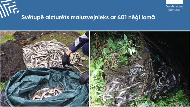 Svētupē aizturēts maluzvejnieks ar 401 nēģi lomā