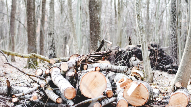 nozāģēti koki mežā