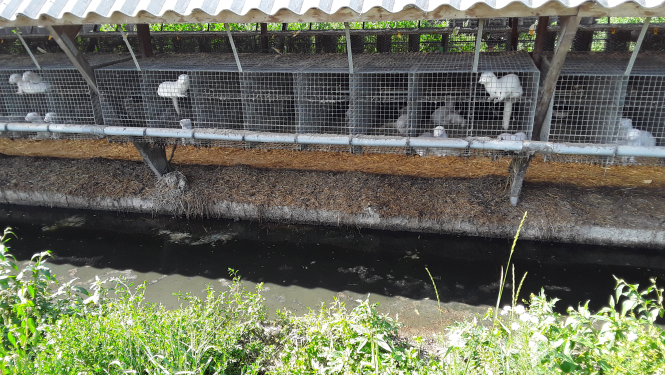 Vides piesārņojums a kūtsmēsliem no ūdeļu fermas