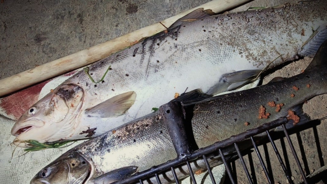 VVD Palsas upē pieķert maluzvejniekus, kuri ar žebērkli dūruši taimiņus 