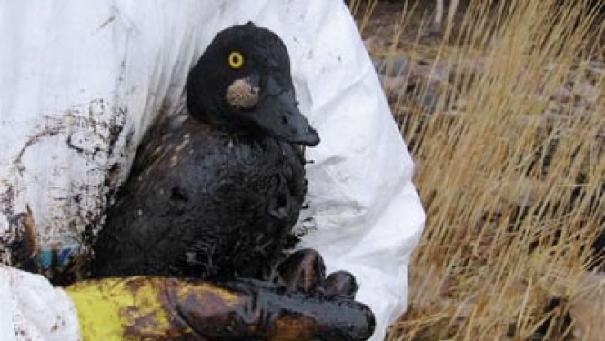 Apstiprināts Nacionālais rīcības plāns dzīvnieku glābšanai naftas piesārņojuma gadījumā jūrā un krastā