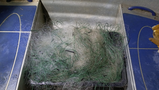 VVD inspektori operatīvi izņem 10 kopā savienotus nelikumīgus tīklus (~800 m garumā) no Mazā Baltezera un atbrīvo astoņas zivis
