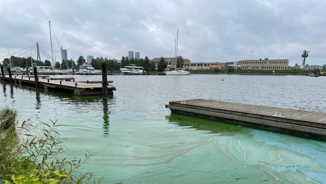 [16:57] Karīna Dvorjaņinova  VVD informē - vairākās Latvijas ūdenstilpēs novērojama zilaļģu savairošanās