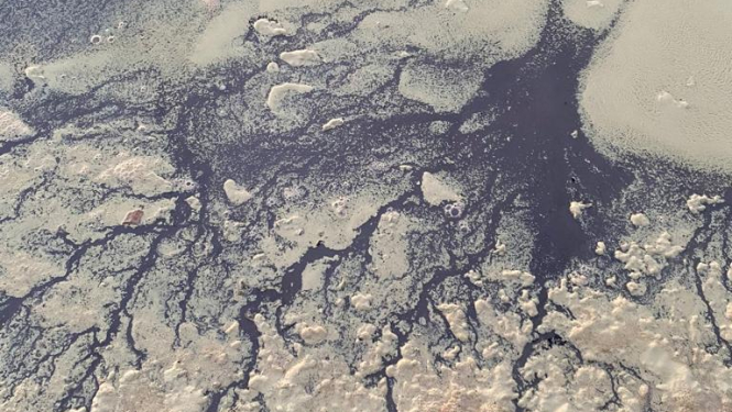 ziedputekšņi jūrā