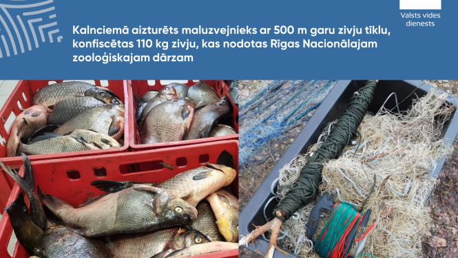 Kalnciemā aizturēts maluzvejnieks ar 500 m garu zivju tīklu, konfiscētas 110 kg zivju, kas nodotas Rīgas Nacionālajam zooloģiskajam dārzam