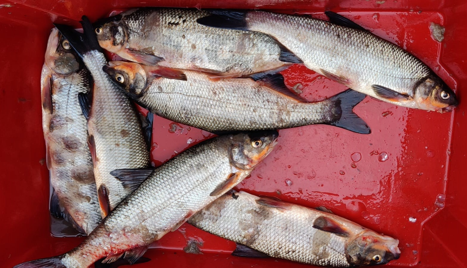 Valsts vides dienests pēta zivju bojāejas cēloņus Ventas upē