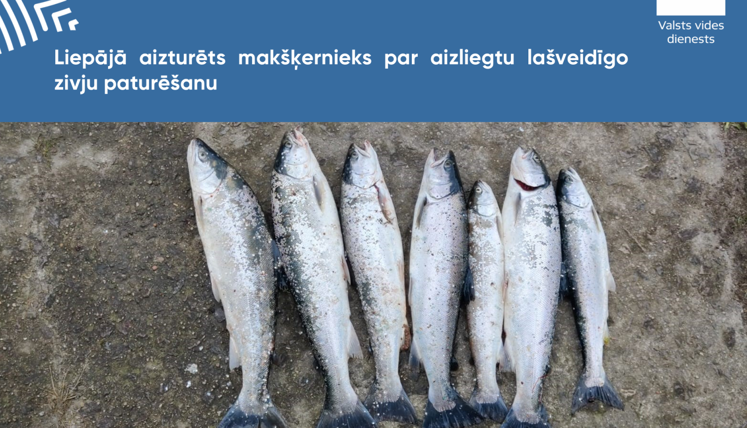 Liepājā aizturēts makšķernieks par aizliegtu lašveidīgo zivju paturēšanu