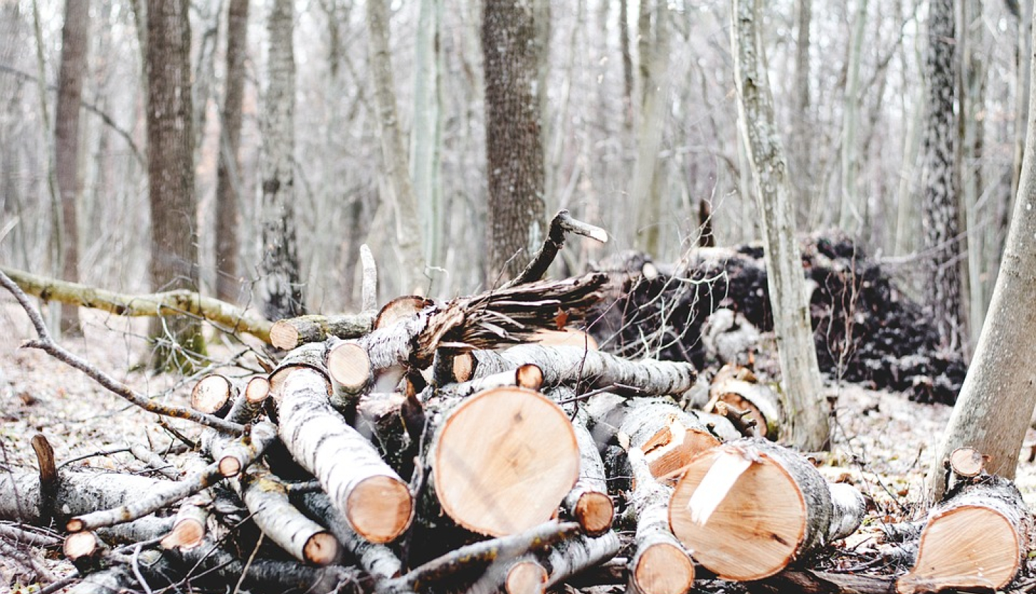 nozāģēti koki mežā