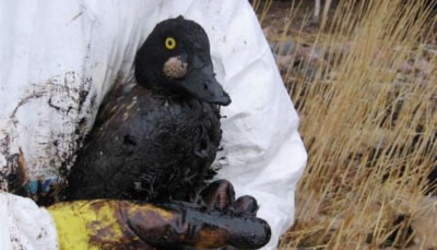 Apstiprināts Nacionālais rīcības plāns dzīvnieku glābšanai naftas piesārņojuma gadījumā jūrā un krastā