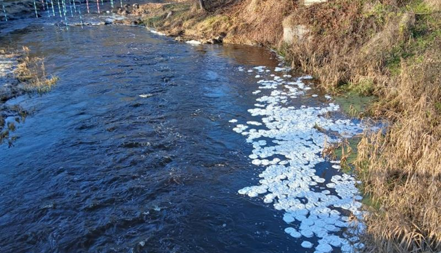 Iecavas upe ar dabas parādību - ledus pankūkas, balti veidojumi