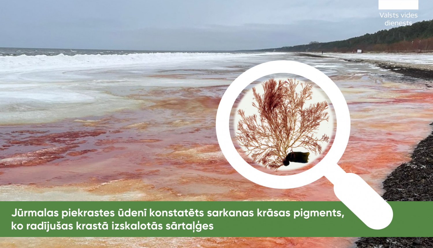 Jūrmalas piekrastes ūdenī konstatēts sarkanas krāsas pigments - izskalotas sārtaļģes