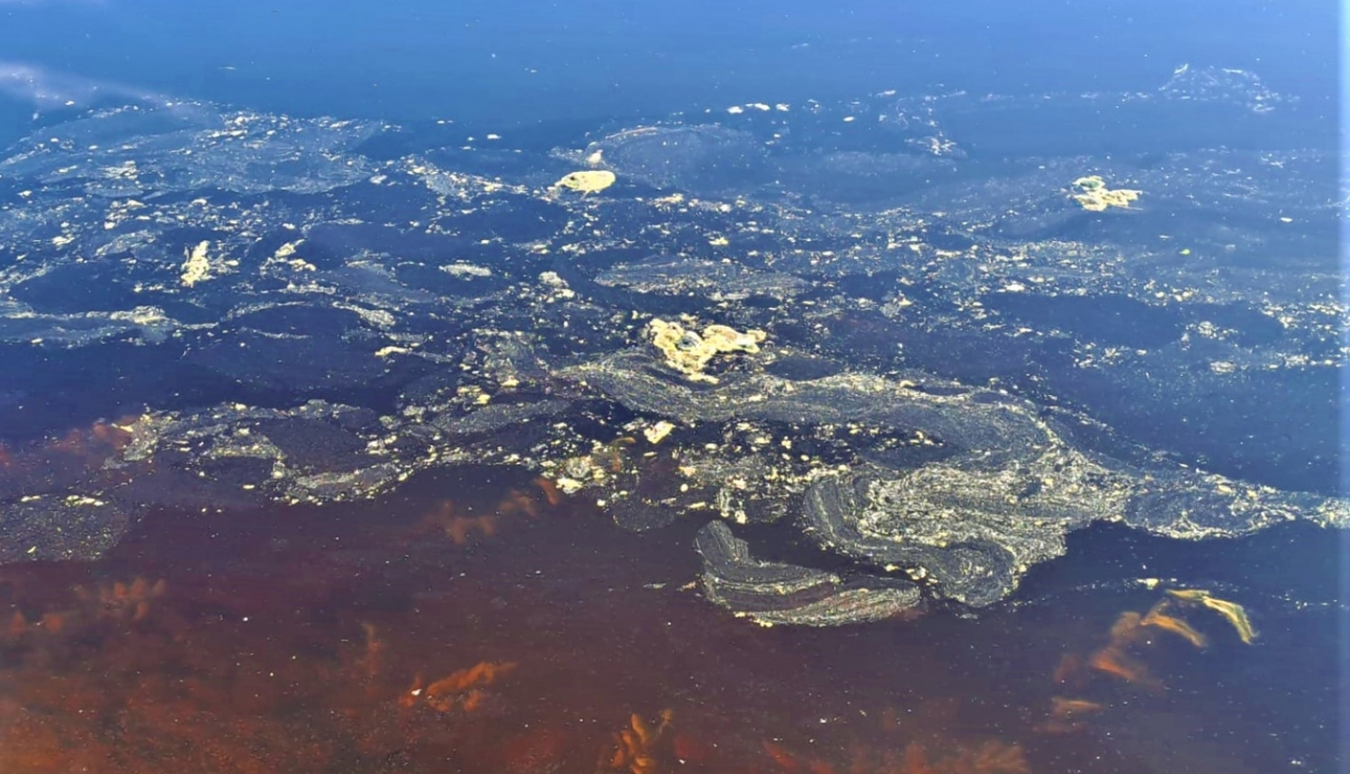 Latvijā ūdenstilpēs novērotie dzeltenie plankumi nav vides piesārņojums, bet priežu ziedputekšņi