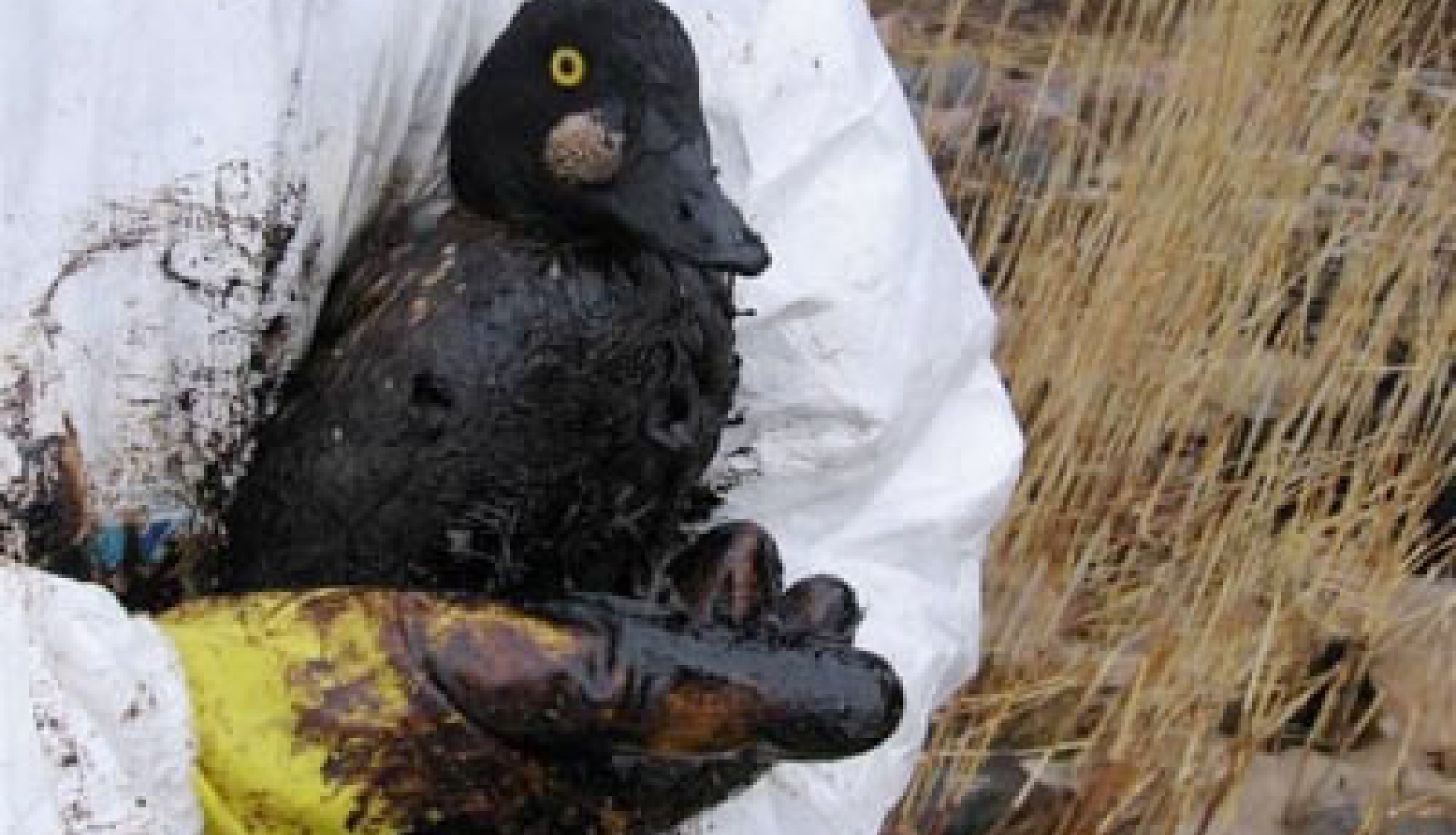 Apstiprināts Nacionālais rīcības plāns dzīvnieku glābšanai naftas piesārņojuma gadījumā jūrā un krastā