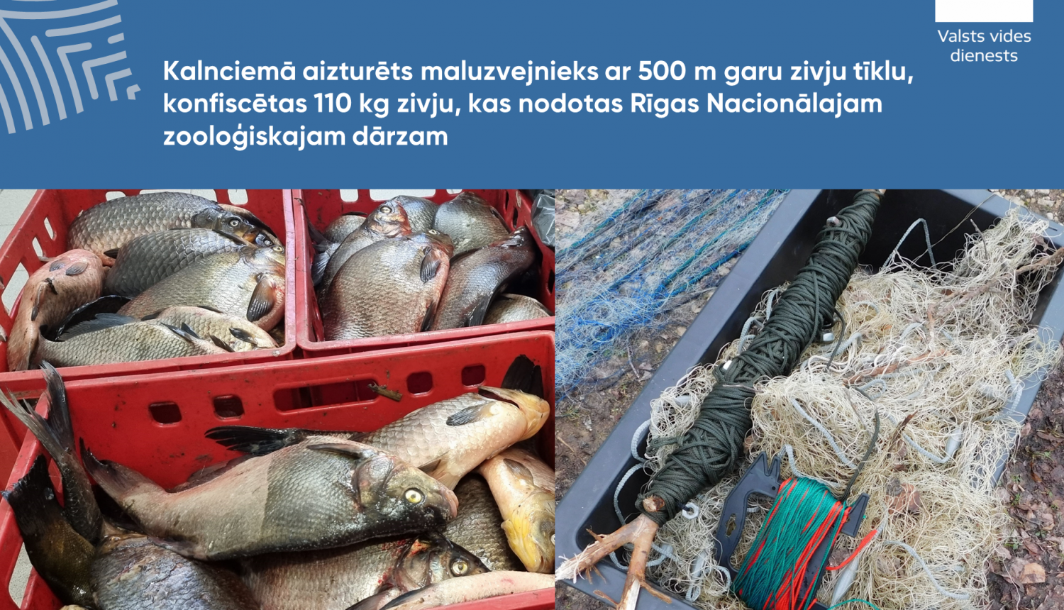 Kalnciemā aizturēts maluzvejnieks ar 500 m garu zivju tīklu, konfiscētas 110 kg zivju, kas nodotas Rīgas Nacionālajam zooloģiskajam dārzam